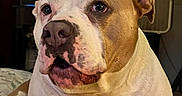 Kiki joined the competition — help win amazing prizes! dog, pit_bull, portrait, close_up, indoors, bedroom, sitting, white_and_brown, short_hair, floppy_ears, brown_eyes, muzzle, nose, chest, pet, companion_animal, home, bed, curtains, serious_expression