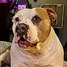 dog, pit_bull, portrait, close_up, indoors, bedroom, sitting, white_and_brown, short_hair, floppy_ears, brown_eyes, muzzle, nose, chest, pet, companion_animal, home, bed, curtains, serious_expression