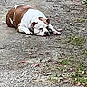 Kiki joined the competition — help win amazing prizes! dog, bulldog, pet, animal, lying_down, outdoor, path, gravel, ground, brown_and_white, short_fur, wrinkled_face, floppy_ears, paws, relaxed, sleepy, front_view, nature, grass, photography
