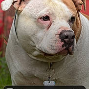 Kiki is registered to the contest to win money with this photo: dog, bulldog, canine, pet, animal, portrait, close_up, white_fur, brown_patches, floppy_ears, collar, tag, grass, outdoor, red_background, smartphone_screenshot, lock_screen, notifications, serious_expression, front_facing