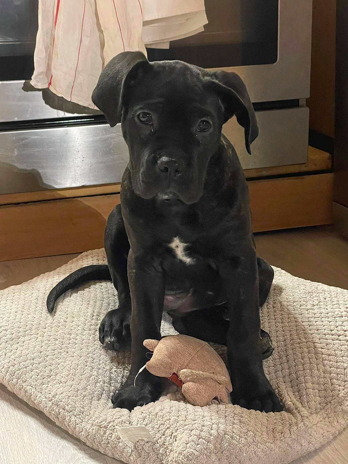 animal, boxer, bulldog, canine, cushion, doctor, dog, dogbed, homedecor, indoors, interiordesign, labradorretriever, person, pet, pitbull, pointer, puppy, snout