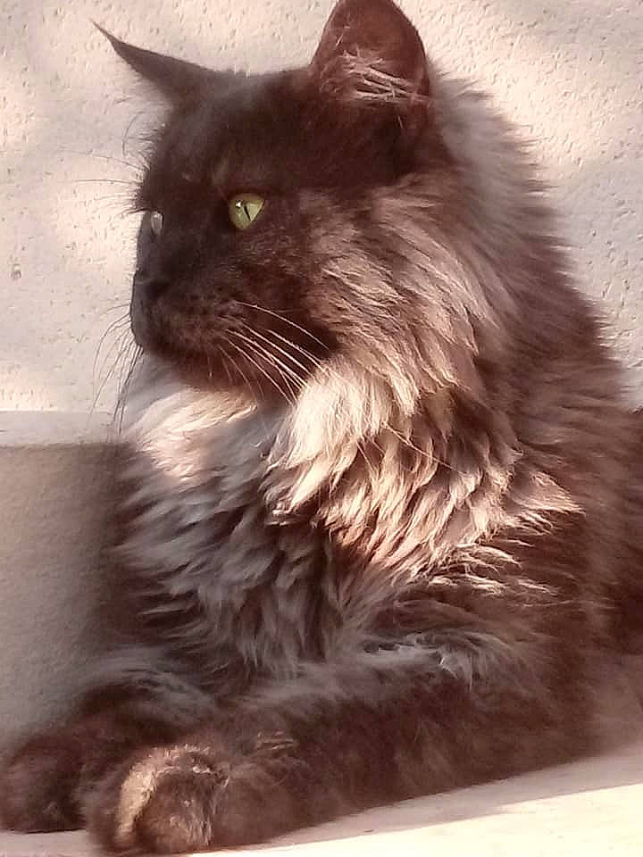 Grimm a rejoint le concours — aidez-le/la à gagner de superbes lots ! asian, asian_semi_longhair, british_longhair, british_semi_longhair, carnivore, cat, domestic_long_haired_cat, felidae, kitten, maine_coon, mammal, nebelung, norwegian_forest_cat, persian, ragamuffin, siberian, small_to_medium_sized_cats, snout, vertebrate, whiskers