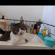 Sweetness joined the competition — help win amazing prizes! animal, bathroom, bottles, cat, clean, container, countertop, curious, cute, domestic_cat, feline, fur, indoor, pet, relaxed, resting, sink, small, tabby, white_wall