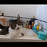 animal, bathroom, bottles, cat, clean, container, countertop, curious, cute, domestic_cat, feline, fur, indoor, pet, relaxed, resting, sink, small, tabby, white_wall