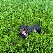 Vida a rejoint le concours — aidez-le/la à gagner de superbes lots ! animal, canine, daylight, dog, field, fur, grass, green, happy, lush, mammal, nature, outdoor, pet, playful, rottweiler, summer, tongue_out, vibrant, wildlife