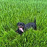 animal, canine, daylight, dog, field, fur, grass, green, happy, lush, mammal, nature, outdoor, pet, playful, rottweiler, summer, tongue_out, vibrant, wildlife