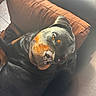 Vida a rejoint le concours — aidez-le/la à gagner de superbes lots ! animal, brown, canine, comfort, couch, cozy, dog, ears, eyes, face, fur, indoor, nose, paw, pet, portrait, relaxed, resting, rottweiler, sunlight