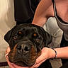 affection, animal, black_fur, bracelet, brown_markings, close_up, clothing, companion, dog, eyes, face, hand, indoor, nails, person, pet, portrait, rottweiler, tank_top, tile_floor
