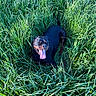 Vida a rejoint le concours — aidez-le/la à gagner de superbes lots ! animal, canine, dog, field, grass, grass_field, greenery, happy, mammal, nature, outdoor, pet, playful, portrait, relaxed, rottweiler, summer, sunlight, tongue, tongue_out