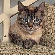Whiskey joined the competition — help win amazing prizes! cat, blue_eyes, close_up, feline, pet, curious, whiskers, paws, beige, textured_surface, indoor, railing, animal, cute, portrait, domestic_cat, fur, alert, resting, looking