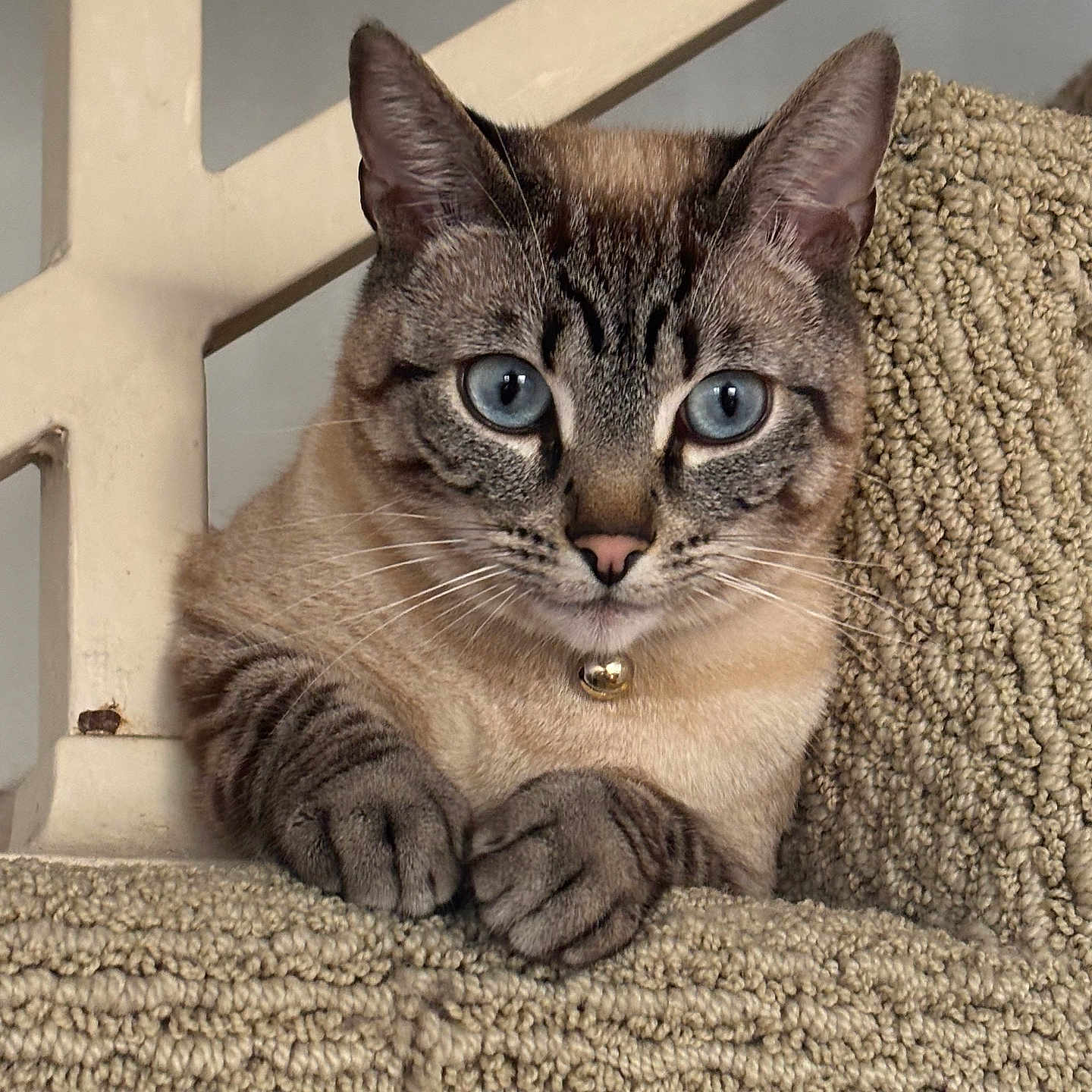 Whiskey joined the competition — help win amazing prizes! cat, blue_eyes, close_up, feline, pet, curious, whiskers, paws, beige, textured_surface, indoor, railing, animal, cute, portrait, domestic_cat, fur, alert, resting, looking