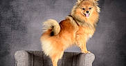 Milo participe au concours pour gagner de l'argent avec cette photo : dog, pomeranian, fluffy, orange_fur, small_dog, standing, sitting, chair, armchair, portrait, studio, gray_background, tongue_out, smiling, happy, curled_tail, pointy_ears, pet, canine, photography