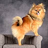 dog, pomeranian, fluffy, orange_fur, small_dog, standing, sitting, chair, armchair, portrait, studio, gray_background, tongue_out, smiling, happy, curled_tail, pointy_ears, pet, canine, photography