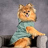 Milo a rejoint le concours — aidez-le/la à gagner de superbes lots ! dog, pomeranian, fluffy, orange_fur, small_dog, raincoat, clothing, armchair, seated, portrait, studio, gray_background, happy, smiling, open_mouth, tongue, paw, pet, fashion, indoor