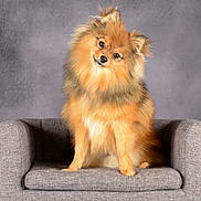 Milo a rejoint le concours — aidez-le/la à gagner de superbes lots ! dog, pomeranian, fluffy, orange_fur, small_dog, sitting, armchair, chair, indoor, studio, portrait, pet, animal, canine, head_tilt, cute, front_facing, gray_background, furniture, photography