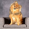 dog, pomeranian, fluffy, orange_fur, small_dog, sitting, armchair, chair, indoor, studio, portrait, pet, animal, canine, head_tilt, cute, front_facing, gray_background, furniture, photography