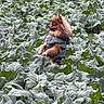 Milo participe au concours pour gagner de l'argent avec cette photo : dog, canine, small_dog, fur, brown_fur, pointed_ears, wearing_clothes, dark_outfit, standing, outdoors, field, plants, leaves, vegetation, garden, agriculture, nature, greenery, portrait, vertical_photo