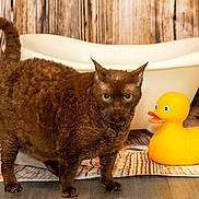 Belkie joined the competition — help win amazing prizes! alert, animal, background, bathroom, bathtub, brown_cat, cat, curious, curly_fur, decor, domestic, feline, floor, indoor, pet, rubber_duck, towel, toy, wooden_floor, wooden_wall