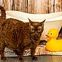 alert, animal, background, bathroom, bathtub, brown_cat, cat, curious, curly_fur, decor, domestic, feline, floor, indoor, pet, rubber_duck, towel, toy, wooden_floor, wooden_wall