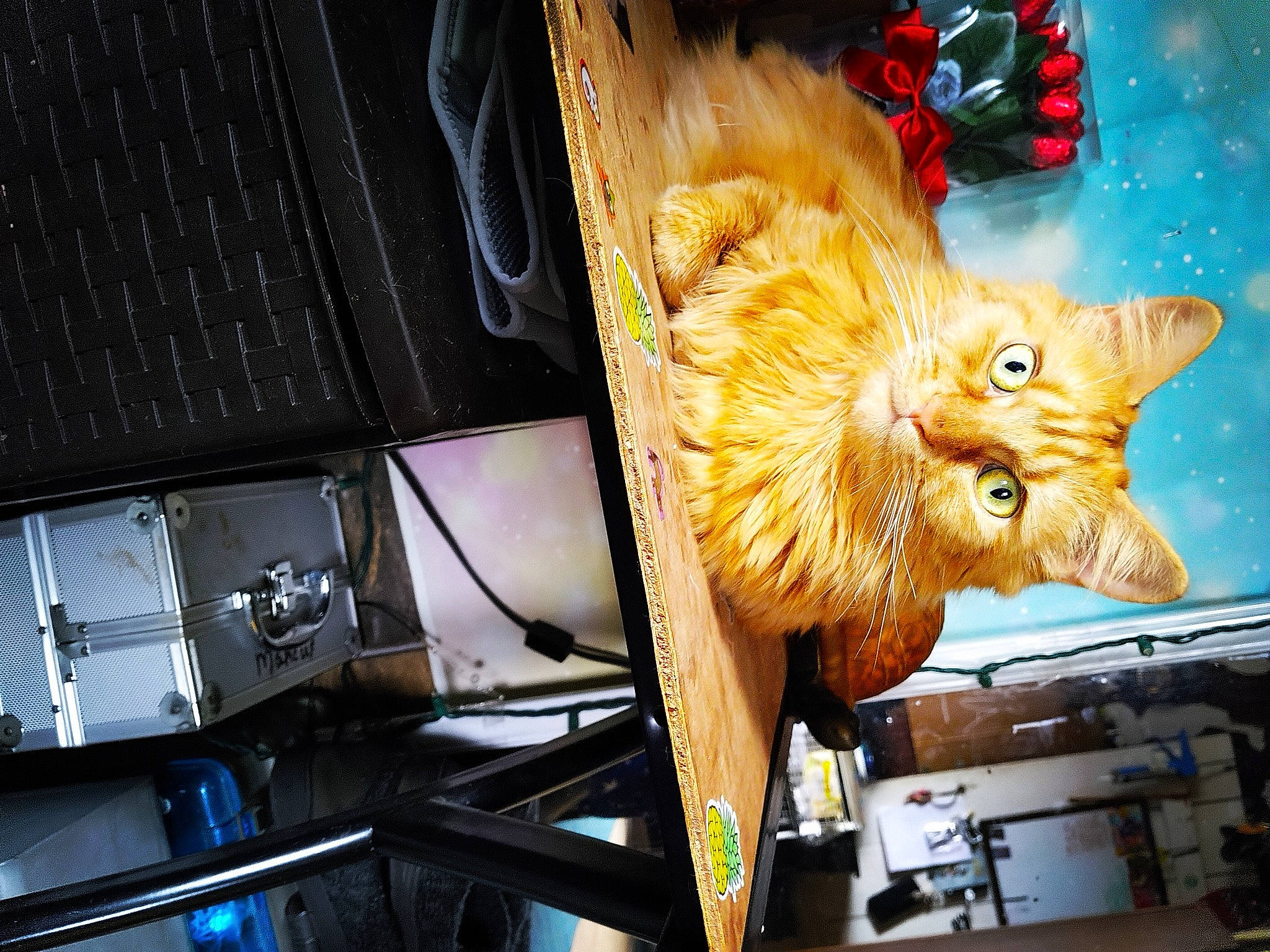 Bugeye is registered to the contest to win money with this photo: art, carnivore, cat, claw, computer, computer_hardware, display_device, felidae, fur, laptop, machine, metal, netbook, personal_computer, small_to_medium_sized_cats, space, tail, toy, whiskers, wood