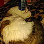 Roxie is registered to the contest to win money with this photo: cat, sleeping, soda_can, balancing, fluffy, fur, tail, blanket, nike_box, indoor, relaxed, pet, animal, resting, domestic, cozy, brown, white, pattern, can