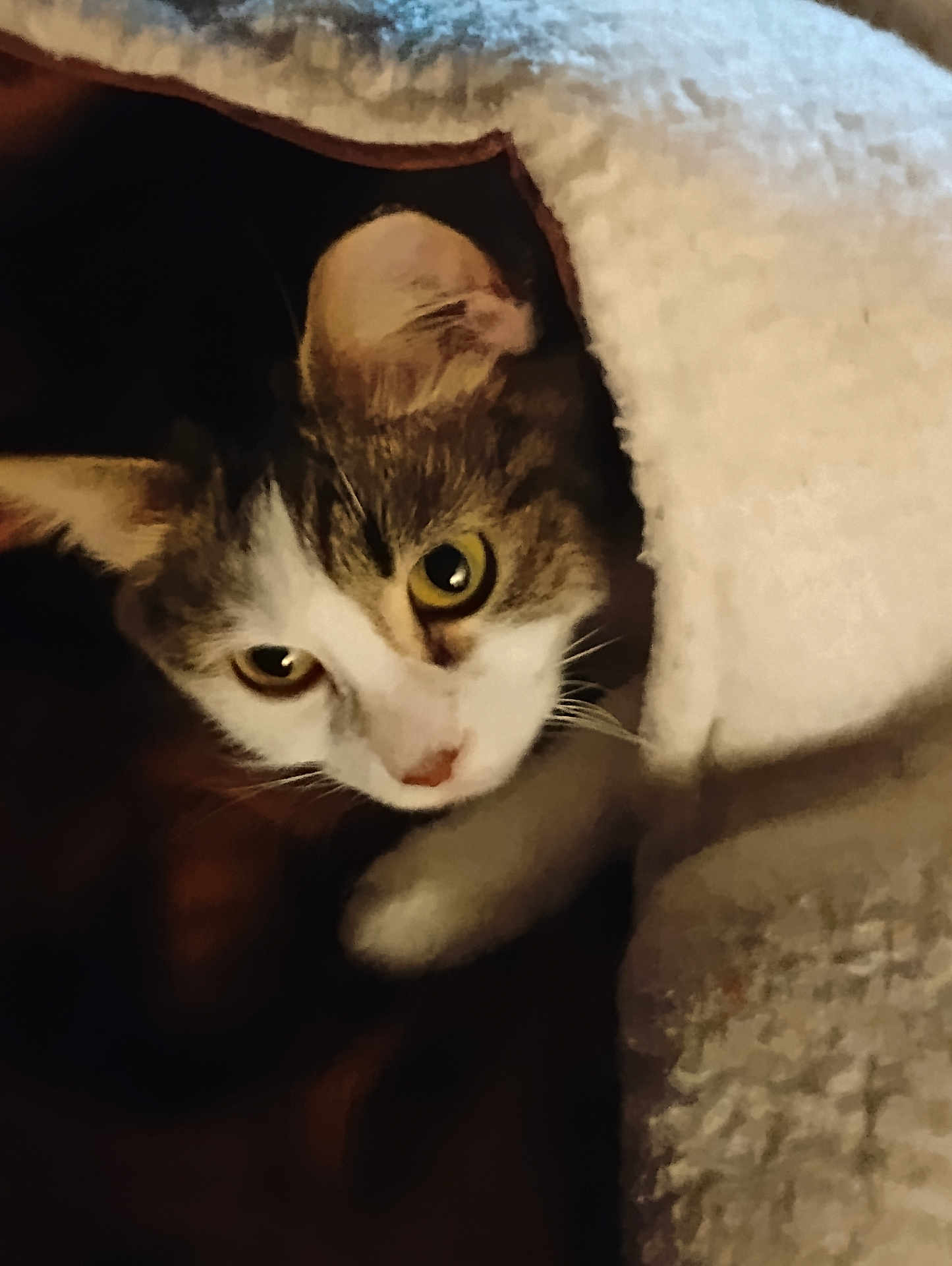 Roxie is registered to the contest to win money with this photo: cat, animal, pet, blanket, cozy, indoor, fur, whiskers, curious, eyes, closeup, resting, cute, comfort, warm, soft, nap, feline, hidden, portrait