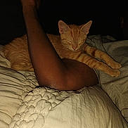 Thumper joined the competition — help win amazing prizes! cat, orange_tabby, sleeping, arm, human, bed, blanket, comfort, rest, pet, feline, paws, striped, cozy, indoor, dark, relaxing, snuggle, person, sleep