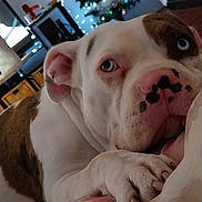 Nala participe au concours pour gagner de l'argent avec cette photo : animal, blue_eyes, bulldog, christmas_tree, close_up, cozy, decor, dog, festive, furniture, holiday_lights, home, indoor, living_room, paw, pet, pillow, relaxed, resting, snout