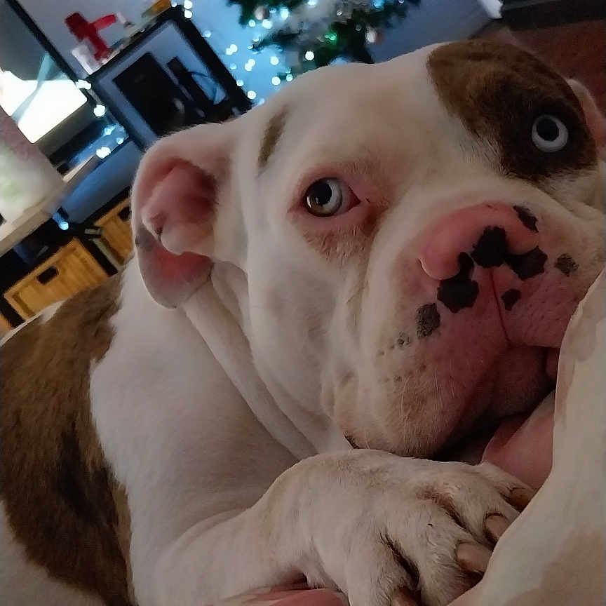 Nala participe au concours pour gagner de l'argent avec cette photo : animal, blue_eyes, bulldog, christmas_tree, close_up, cozy, decor, dog, festive, furniture, holiday_lights, home, indoor, living_room, paw, pet, pillow, relaxed, resting, snout