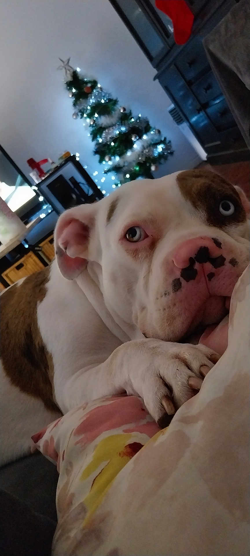 Nala participe au concours pour gagner de l'argent avec cette photo : animal, blue_eyes, bulldog, christmas_tree, close_up, cozy, decor, dog, festive, furniture, holiday_lights, home, indoor, living_room, paw, pet, pillow, relaxed, resting, snout