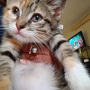 Nugget is registered to the contest to win money with this photo: kitten, cat, close_up, indoor, pet, feline, whiskers, collar, bell, hand, holding, television, cartoon, blurred_background, household, furry, cute, tabby, striped, young