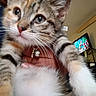 kitten, cat, close_up, indoor, pet, feline, whiskers, collar, bell, hand, holding, television, cartoon, blurred_background, household, furry, cute, tabby, striped, young