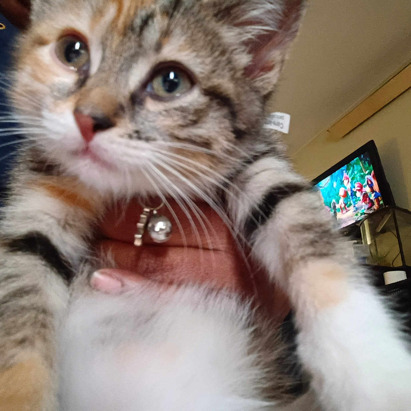 Nugget