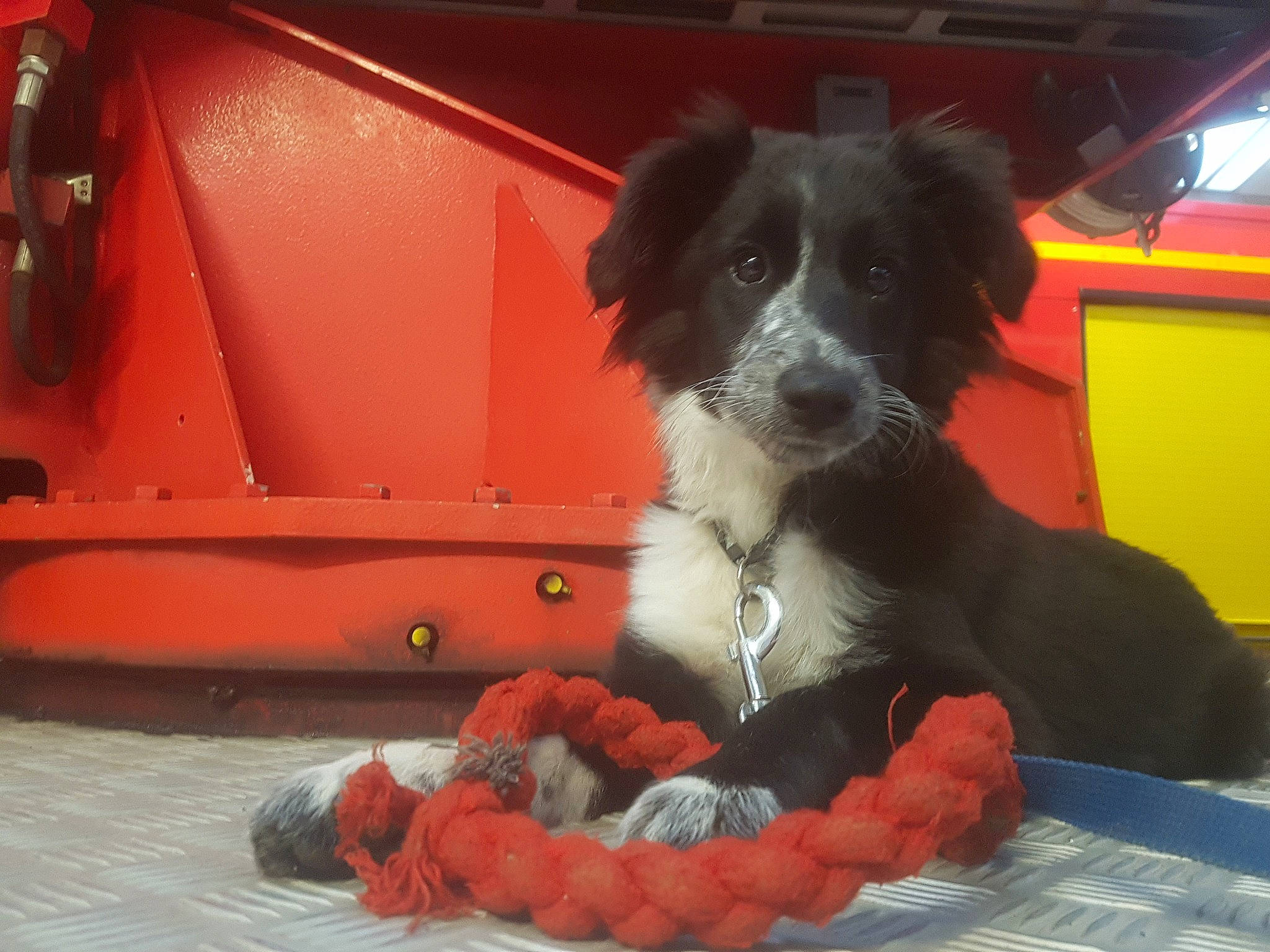 Savanne a rejoint le concours — aidez-le/la à gagner de superbes lots ! border_collie, bowl, canidae, carmine, carnivore, companion_dog, dog, dog_breed, dog_collar, dog_supply, fur, herding_dog, paw, pet_supply, snout, sporting_group, tail, terrier, toy_dog, working_dog