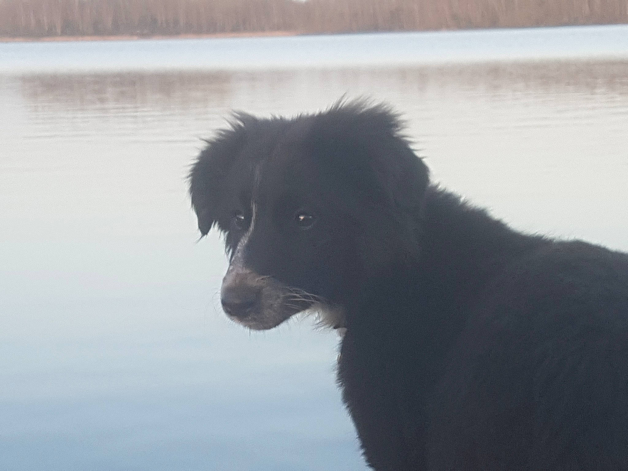 Savanne participe au concours pour gagner de l'argent avec cette photo : ancient_dog_breeds, borador, canidae, carnivore, companion_dog, dog, dog_breed, fur, herding_dog, lake, liquid, reservoir, sporting_group, tail, water, winter, working_animal, working_dog