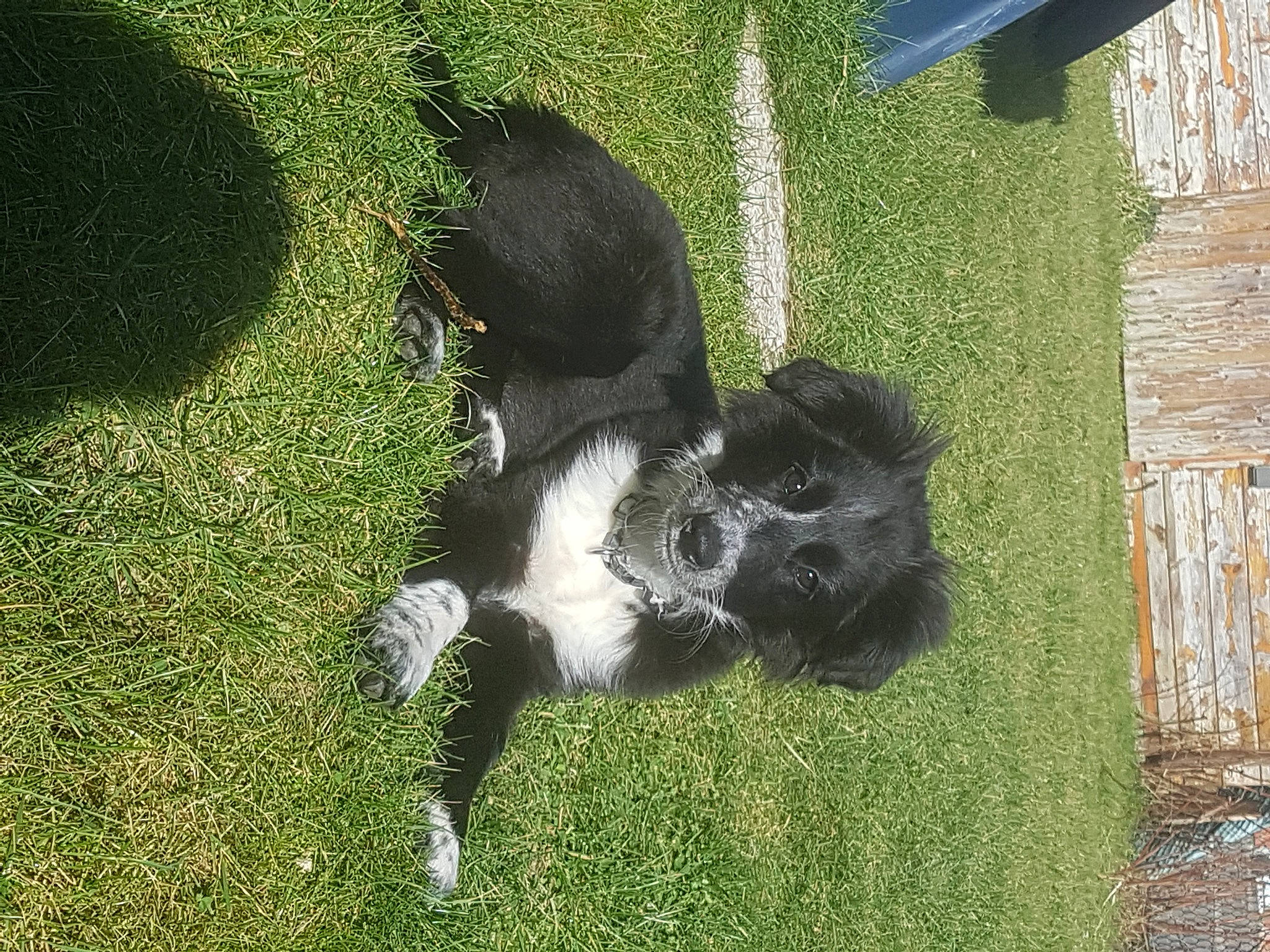 Savanne participe au concours pour gagner de l'argent avec cette photo : canidae, carnivore, companion_dog, corgi_chihuahua, dog_breed, fur, grass, grassland, groundcover, non_sporting_group, pasture, sporting_group, tail, terrestrial_animal, trunk, water_dog, wildlife, working_animal