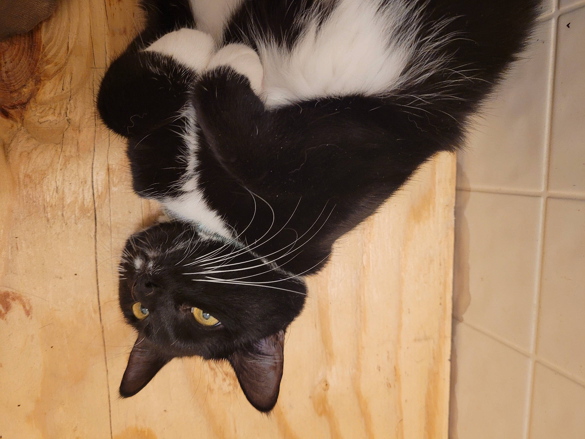 Luna joined the competition — help win amazing prizes! carnivore, cat, claw, domestic_short_haired_cat, felidae, flooring, foot, fur, glove, hardwood, paw, small_to_medium_sized_cats, snout, tail, terrestrial_animal, tile_flooring, whiskers, wood, wood_flooring, wood_stain