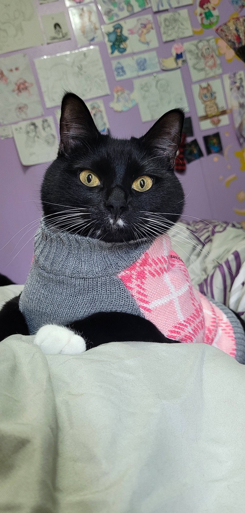 Luna is registered to the contest to win money with this photo: black_cat, carnivore, cat, cat_bed, cat_supply, claw, comfort, domestic_short_haired_cat, felidae, fur, grey, linens, pattern, paw, pet_supply, small_to_medium_sized_cats, snout, tail, whiskers, window