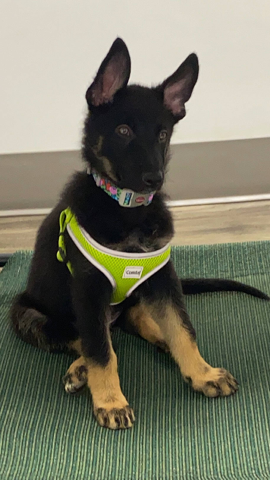 Piper joined the competition — help win amazing prizes! canidae, carnivore, collar, companion_dog, dog, dog_breed, dog_collar, dog_supply, electric_blue, fashion_accessory, fawn, flooring, fur, leash, pet_supply, snout, sporting_group, tail, whiskers, working_animal