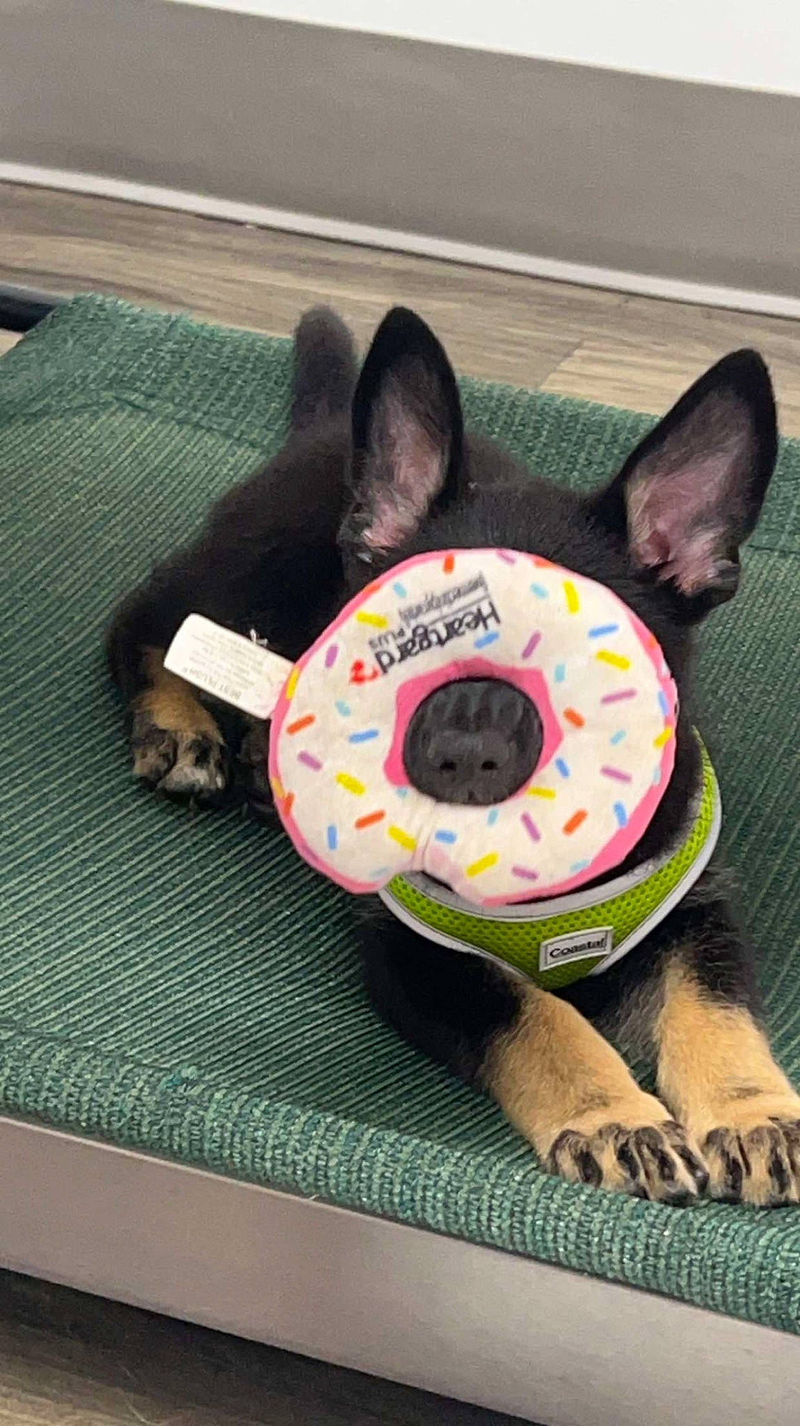 Piper joined the competition — help win amazing prizes! audio_equipment, carnivore, comfort, companion_dog, dog, dog_bed, dog_breed, dog_supply, ear, fawn, flooring, home_appliance, linens, musical_instrument, personal_protective_equipment, pet_supply, sports_toy, stuffed_toy, toy, whiskers