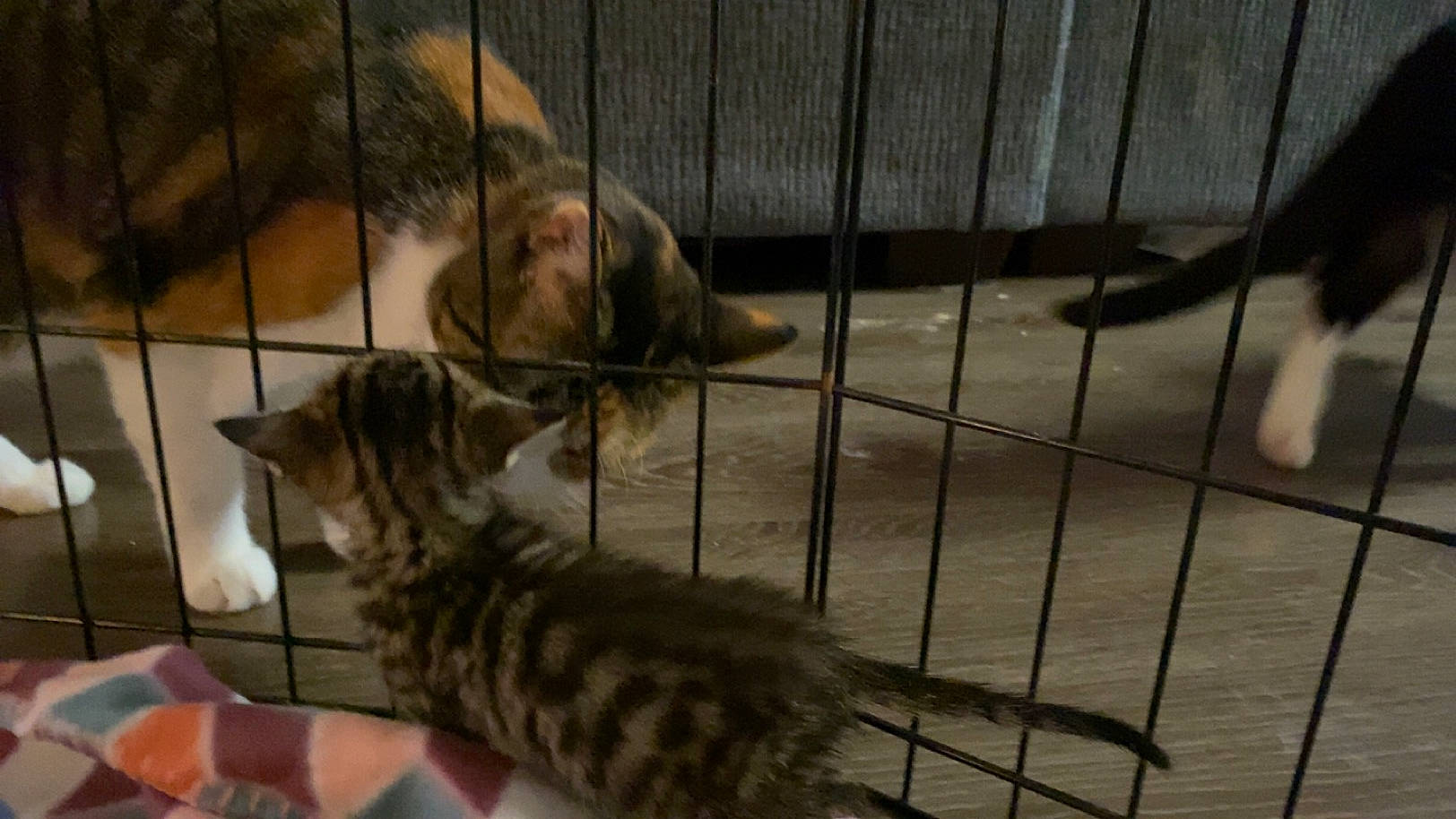 Bublé is registered to the contest to win money with this photo: animal_shelter, cage, canidae, carnivore, cat, cat_supply, comfort, domestic_short_haired_cat, fawn, felidae, fur, kennel, paw, pet_supply, small_to_medium_sized_cats, snout, tail, terrestrial_animal, whiskers, wood