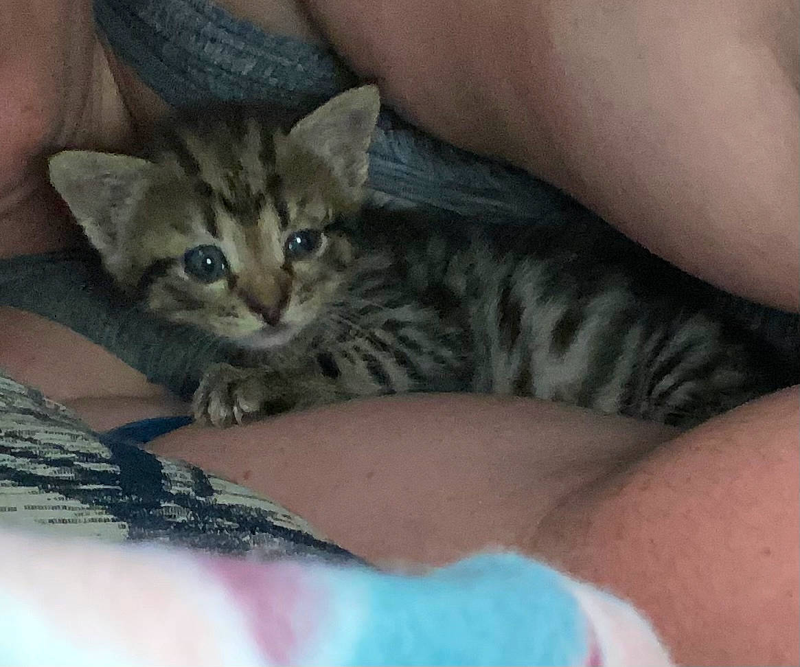 Bublé is registered to the contest to win money with this photo: carnivore, cat, claw, comfort, domestic_short_haired_cat, ear, felidae, fur, nail, paw, small_to_medium_sized_cats, snout, terrestrial_animal, whiskers, wildlife