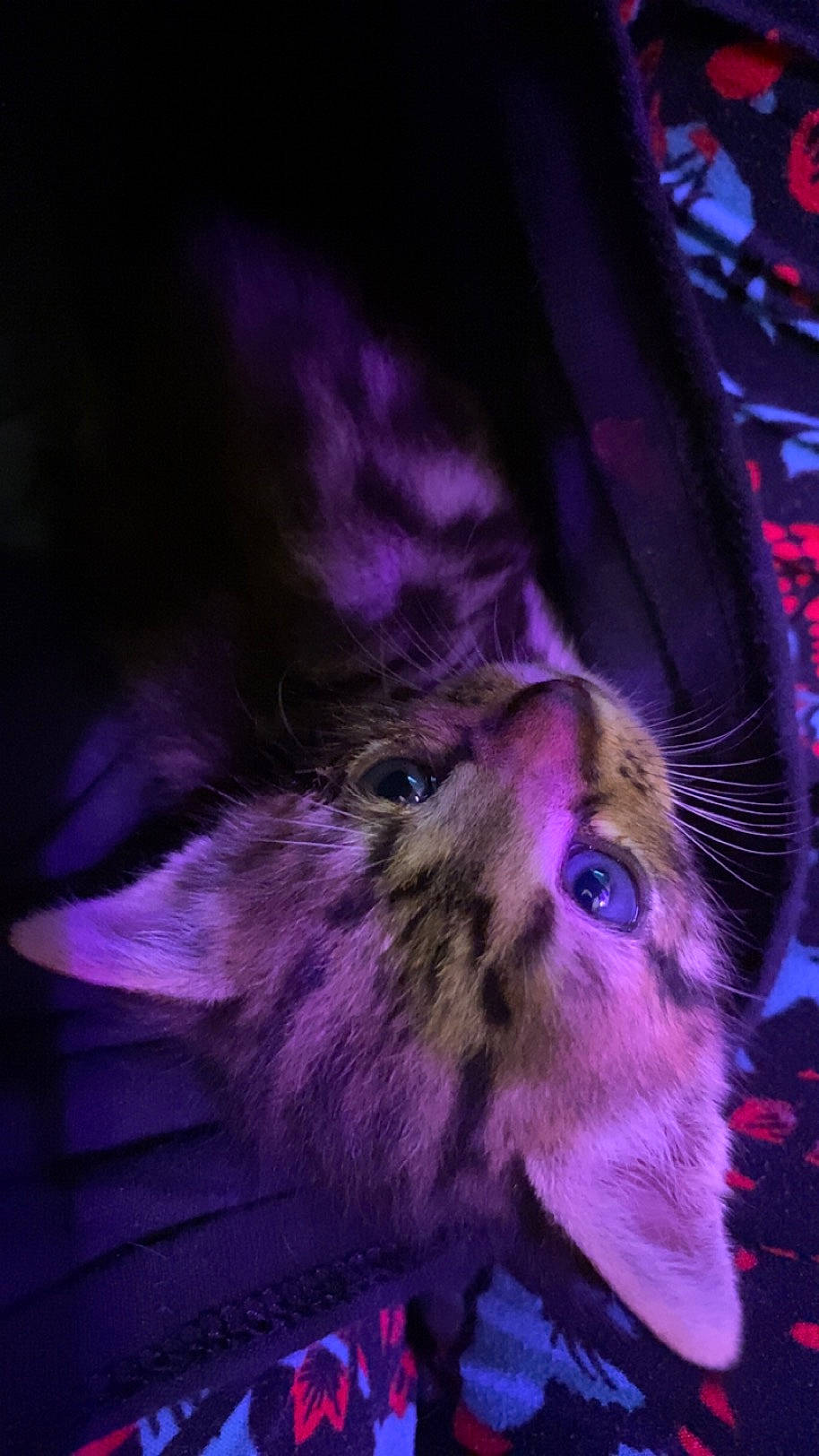 Bublé is registered to the contest to win money with this photo: carnivore, cat, claw, darkness, domestic_short_haired_cat, electric_blue, event, felidae, fur, magenta, paw, plant, purple, sky, small_to_medium_sized_cats, snout, tail, violet, whiskers, wildlife