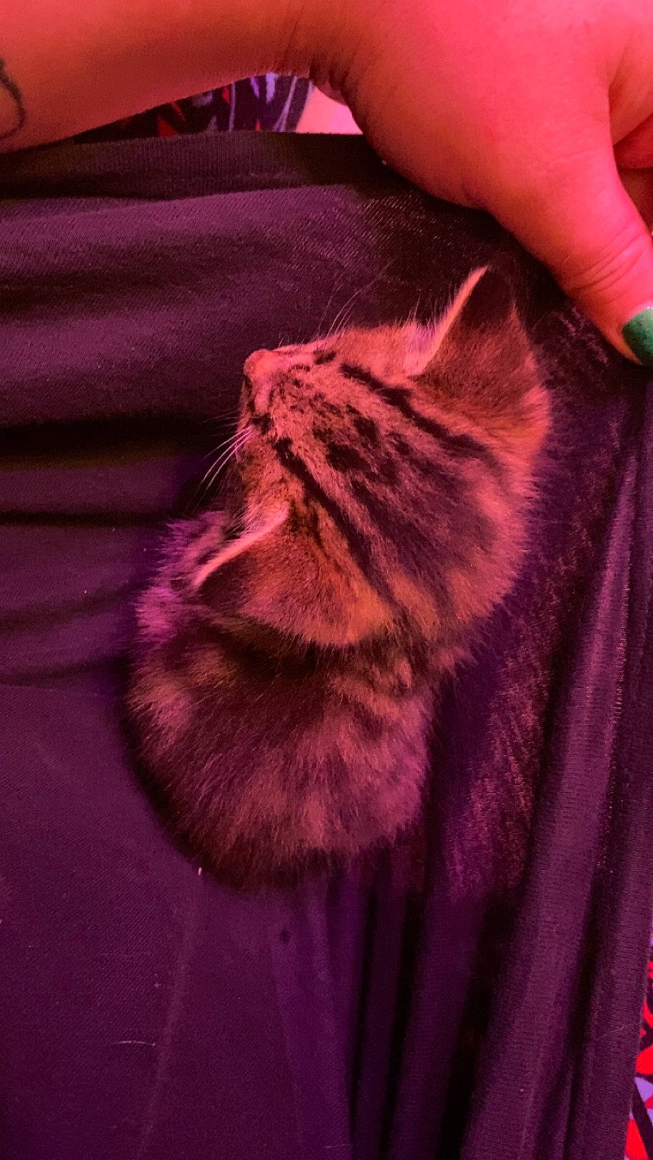 Bublé is registered to the contest to win money with this photo: carnivore, cat, comfort, electric_blue, felidae, fur, gesture, human_leg, magenta, nail, pattern, peach, pink, purple, sleeve, small_to_medium_sized_cats, sportswear, t_shirt, tail, whiskers