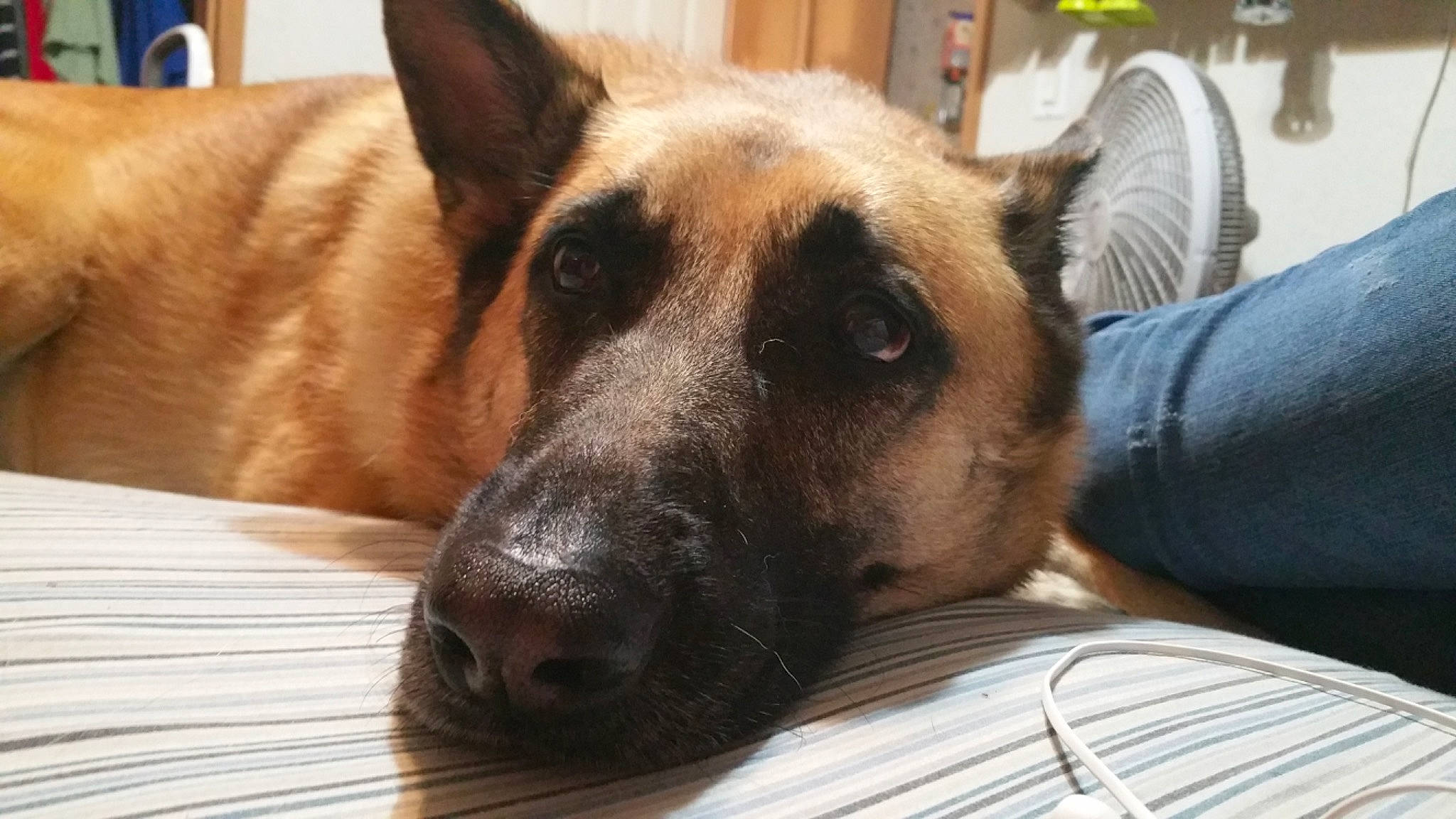 Penny joined the competition — help win amazing prizes! canidae, carnivore, comfort, companion_dog, dog, dog_breed, eye, fawn, fur, giant_dog_breed, herding_dog, jaw, non_sporting_group, snout, sporting_group, terrestrial_animal, whiskers, wood, working_animal, working_dog