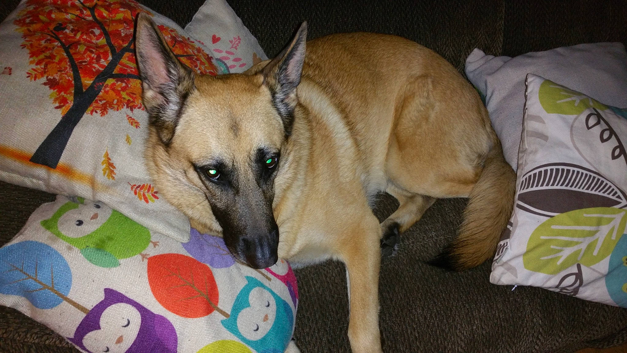 Penny joined the competition — help win amazing prizes! canidae, carnivore, companion_dog, dog, dog_breed, fawn, fur, non_sporting_group, paw, snout, sporting_group, terrestrial_animal, whiskers, working_animal, working_dog