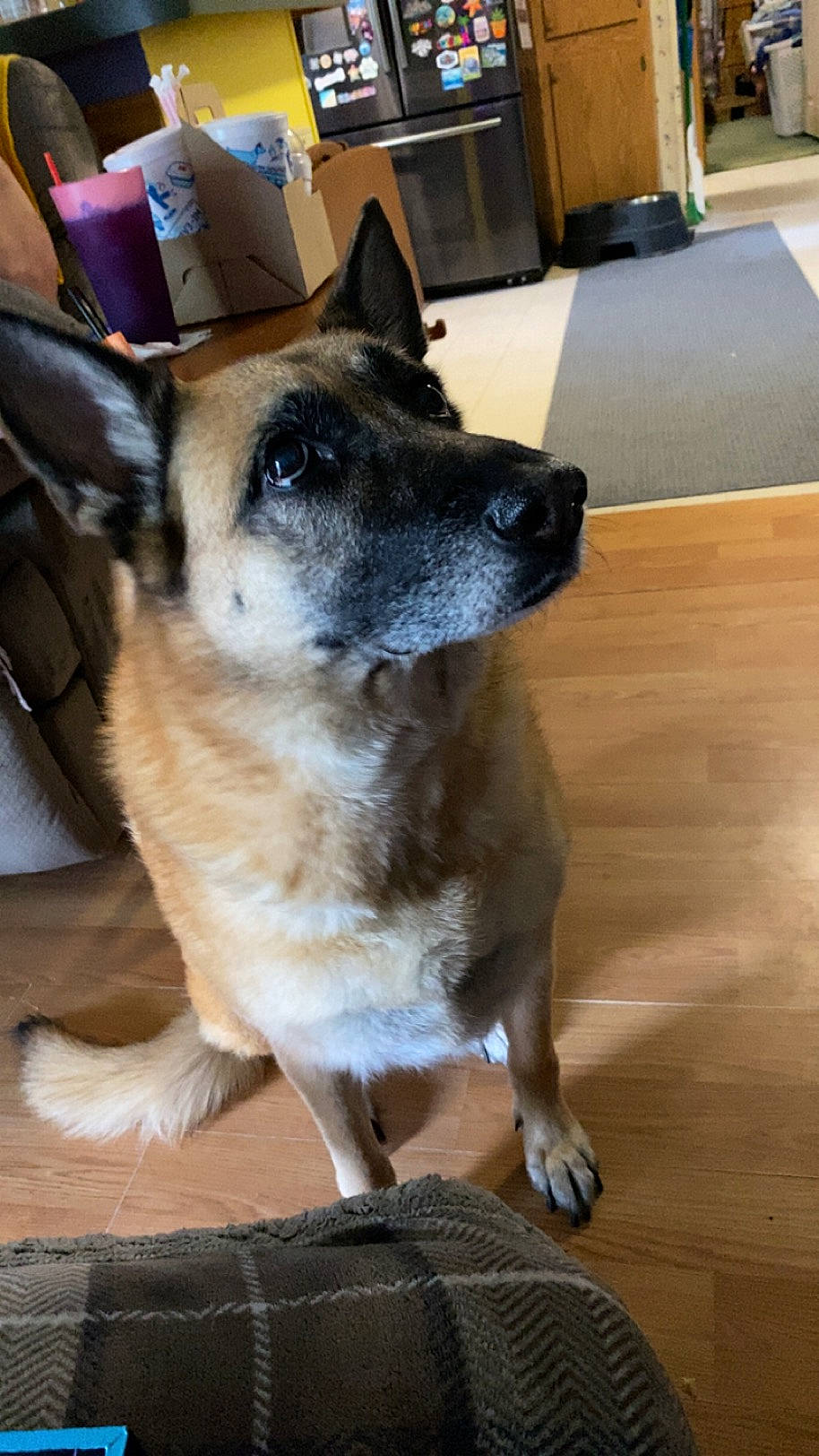 Penny is registered to the contest to win money with this photo: balance, carnivore, companion_dog, dog, dog_breed, door, floor, flooring, fur, german_shepherd_dog, hardwood, herding_dog, king_shepherd, varnish, whiskers, window, wood, wood_stain, working_animal, working_dog