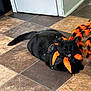 animal, black, black_cat, cat, costume, cute, decor, ears, floor, fur, holiday, indoor, jester_collar, lying_down, meowing, mouth_open, orange, pet, tail, tile_floor