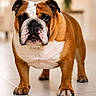 Tara Biscott participe au concours pour gagner de l'argent avec cette photo : animal, brown, bulldog, canine, closeup, companion, cute, dog, ears, face, floor, fur, indoor, legs, looking, paws, pet, portrait, standing, white