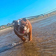 Tara Biscott a rejoint le concours — aidez-le/la à gagner de superbes lots ! animal, beach, bulldog, canine, daytime, dog, grass, happy, house, leash, nature, outdoor, pet, shallow_water, sky, summer, sunny, tongue_out, walking, water